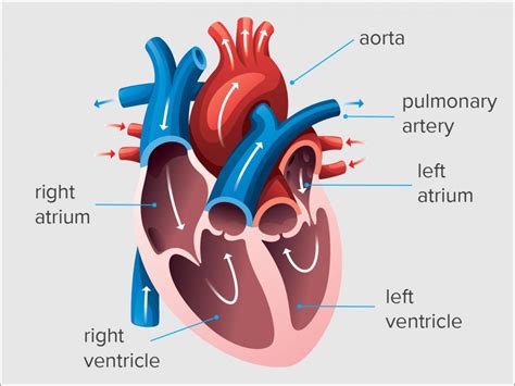 left ventricular end diastolic volume.